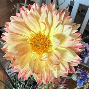 Fundraising Page: Carlyn King